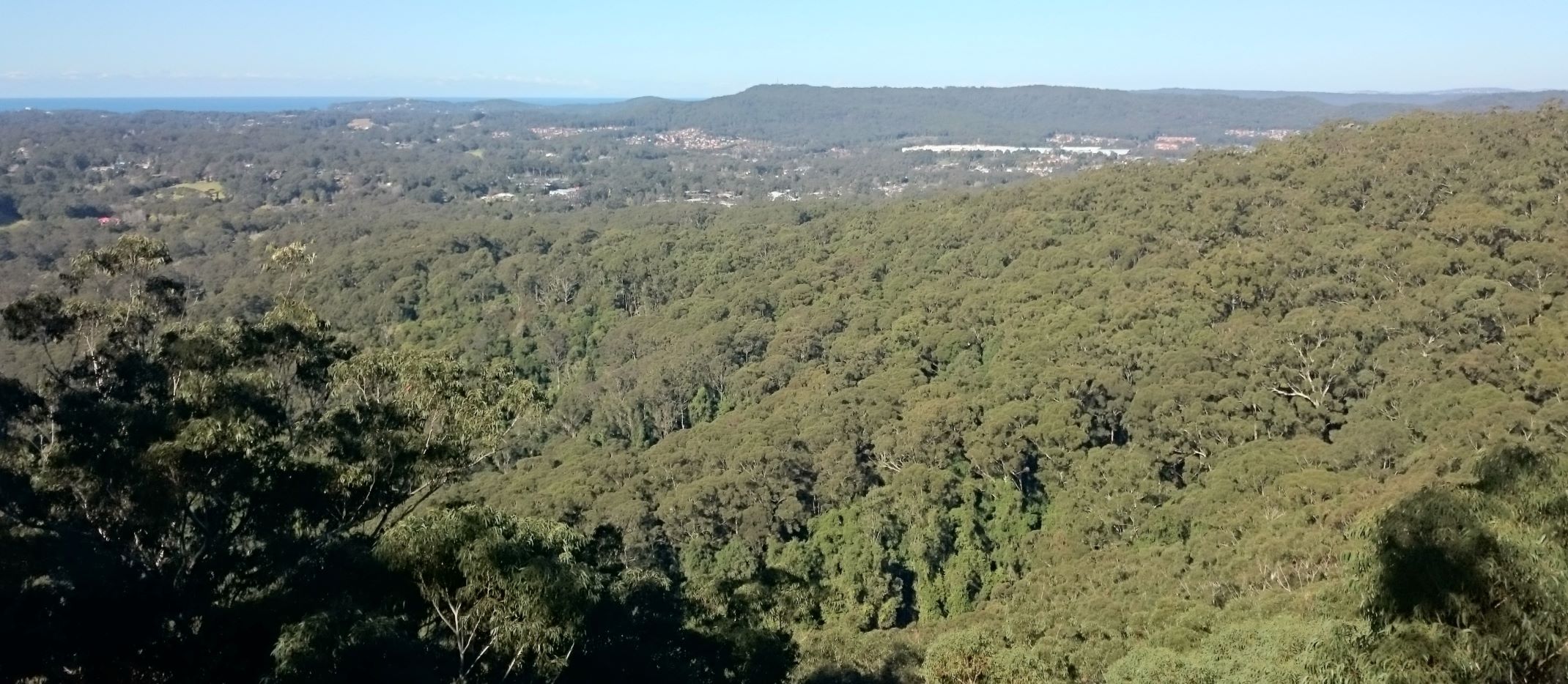 COSS Katandra St Johns resized